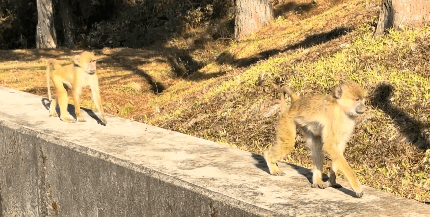 Monkeys on the Zomba Dam